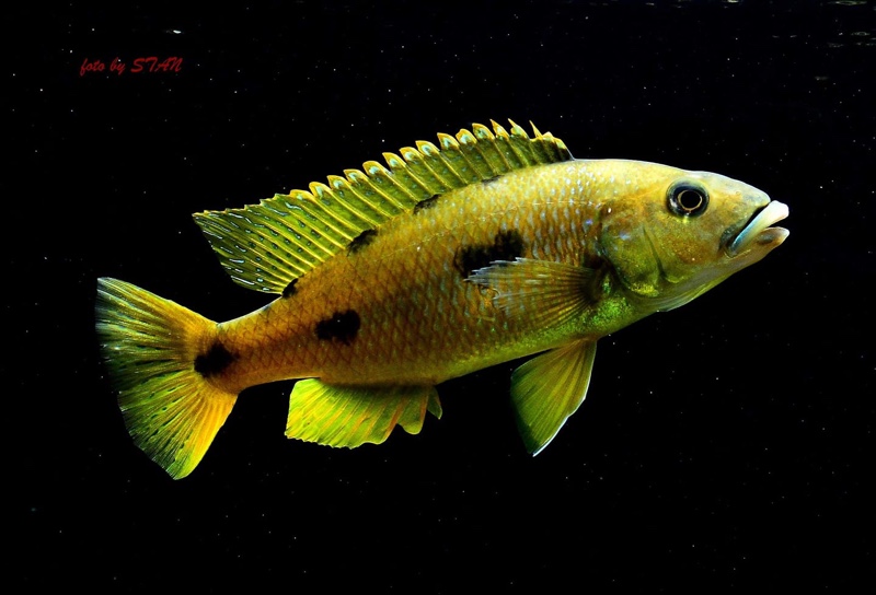 Exochochromis anagenys